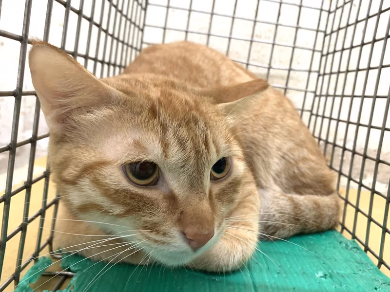 Orange tabby adult male mixed-breed cat, Small, shelter no. …0604