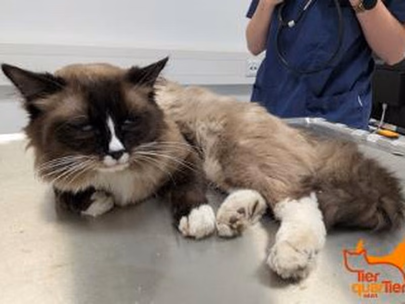 Gray male Birman cat, shelter no. …3953