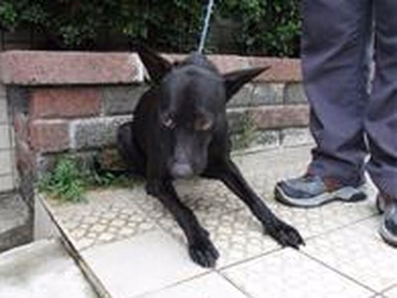 黑色成年公混种犬，中型, 收容编号 …8233
