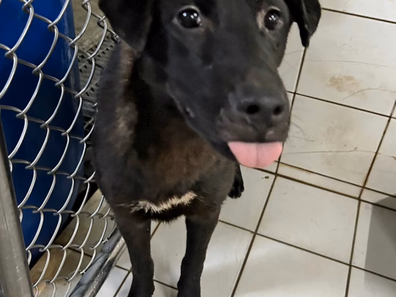 Black young male mixed-breed dog, Medium, shelter no. …0003
