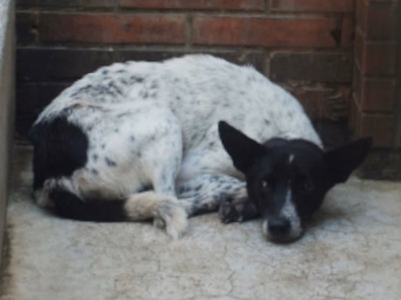 Black-and-white adult female mixed-breed dog, Large, shelter no. …2336