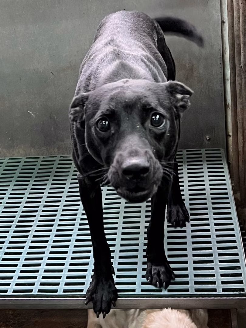 Black adult male mixed-breed dog, Medium, shelter no. …4004