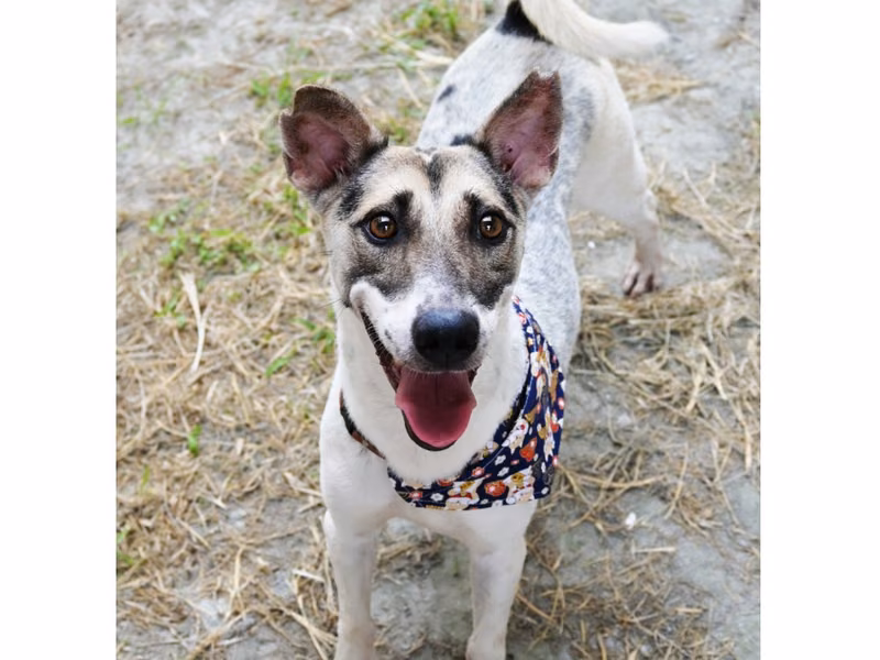 Black-and-white adult male mixed-breed dog, Medium, shelter no. …2004