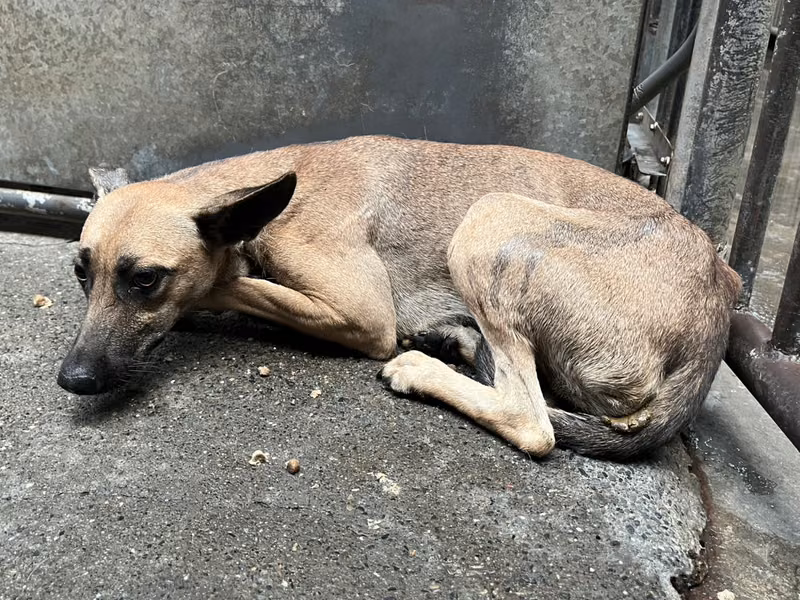 Brown adult female mixed-breed dog, Medium, shelter no. …3002