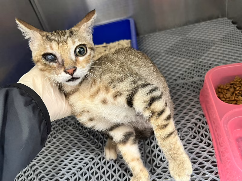 Black tabby young male mixed-breed cat, Small, shelter no. …1002