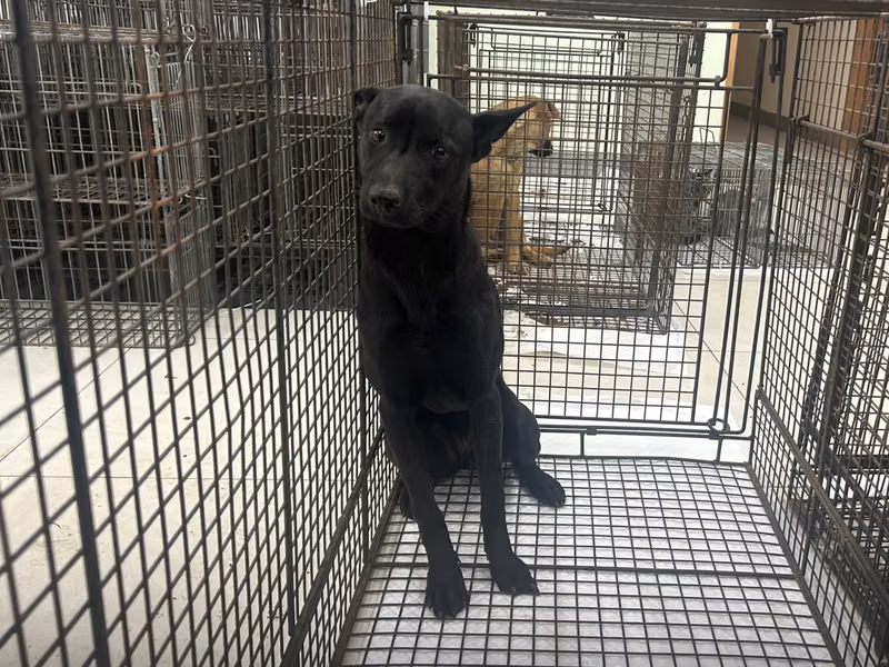 Black young female mixed-breed dog, Medium, shelter no. …0D01