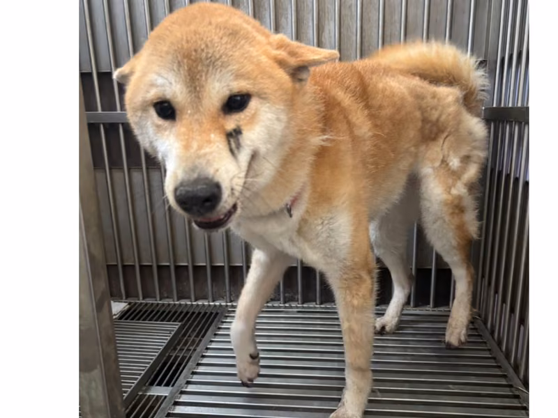 Tan adult female Shiba Inu, Medium, shelter no. …9001