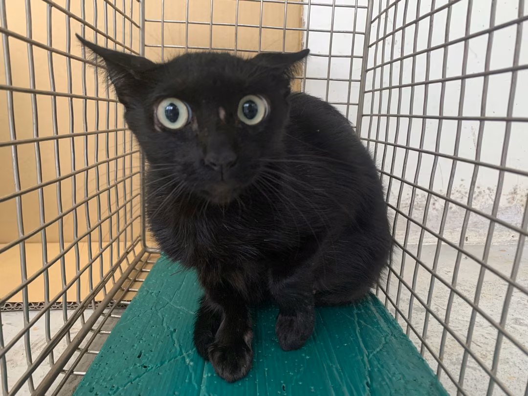 Black adult female mixed-breed cat, Small, shelter no. …0612