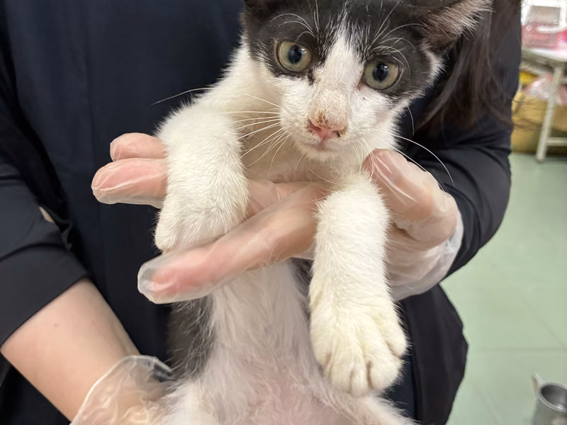 Black-and-white young male mixed-breed cat, Medium, shelter no. …3-12