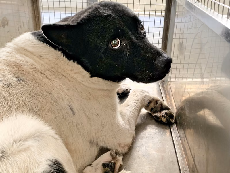Black-and-white adult male mixed-breed dog, Medium, shelter no. …0505