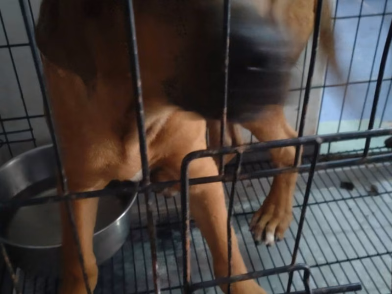 Tan adult male mixed-breed dog, Medium, shelter no. …7-05