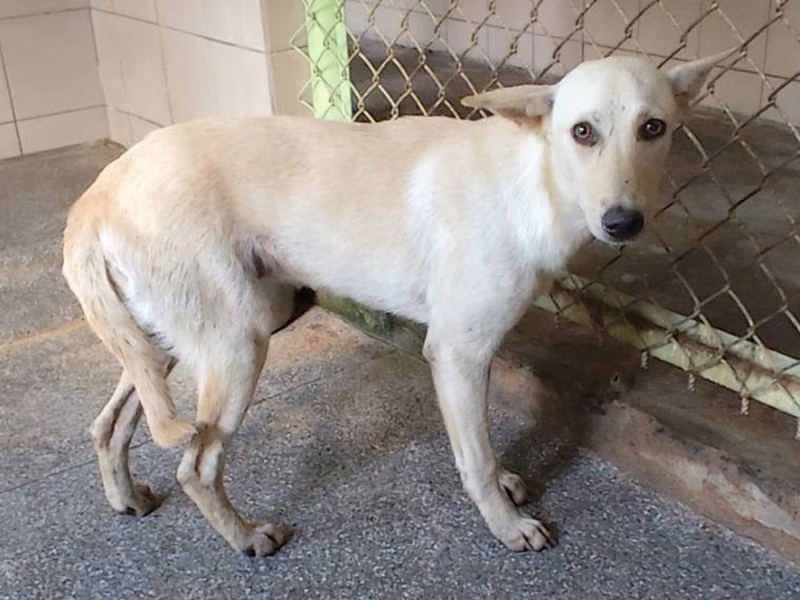 Tan adult female mixed-breed dog, Large, shelter no. …2113