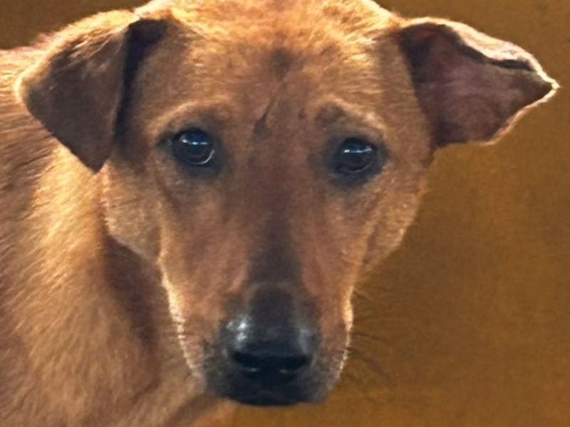 Tan adult male mixed-breed dog, Large, shelter no. …2008