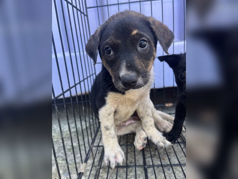 Calico young female mixed-breed dog, Small, shelter no. …5008
