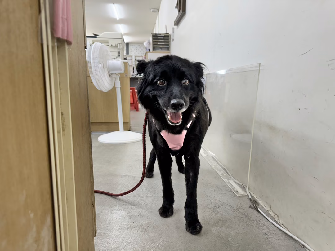 Black adult female mixed-breed dog, Medium, shelter no. …0311
