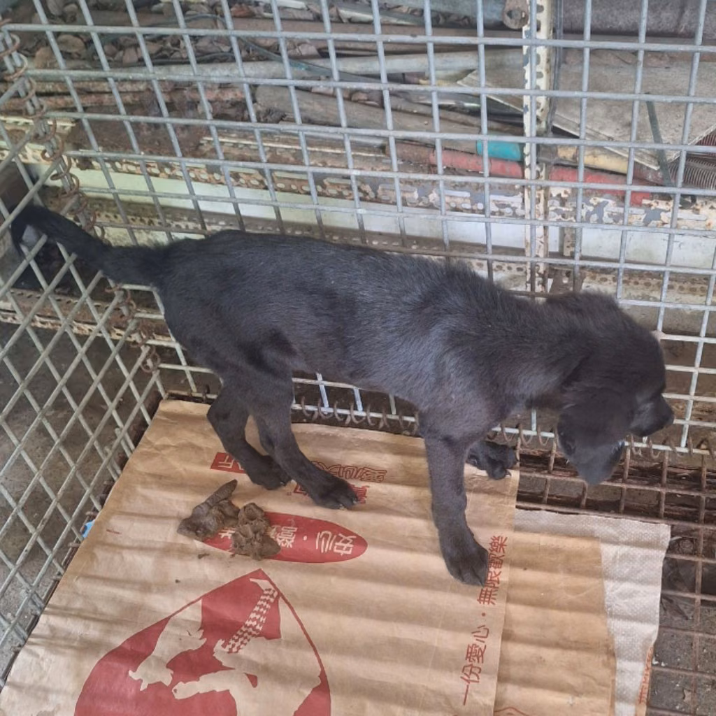 Black adult male mixed-breed dog, Large, shelter no. …035D