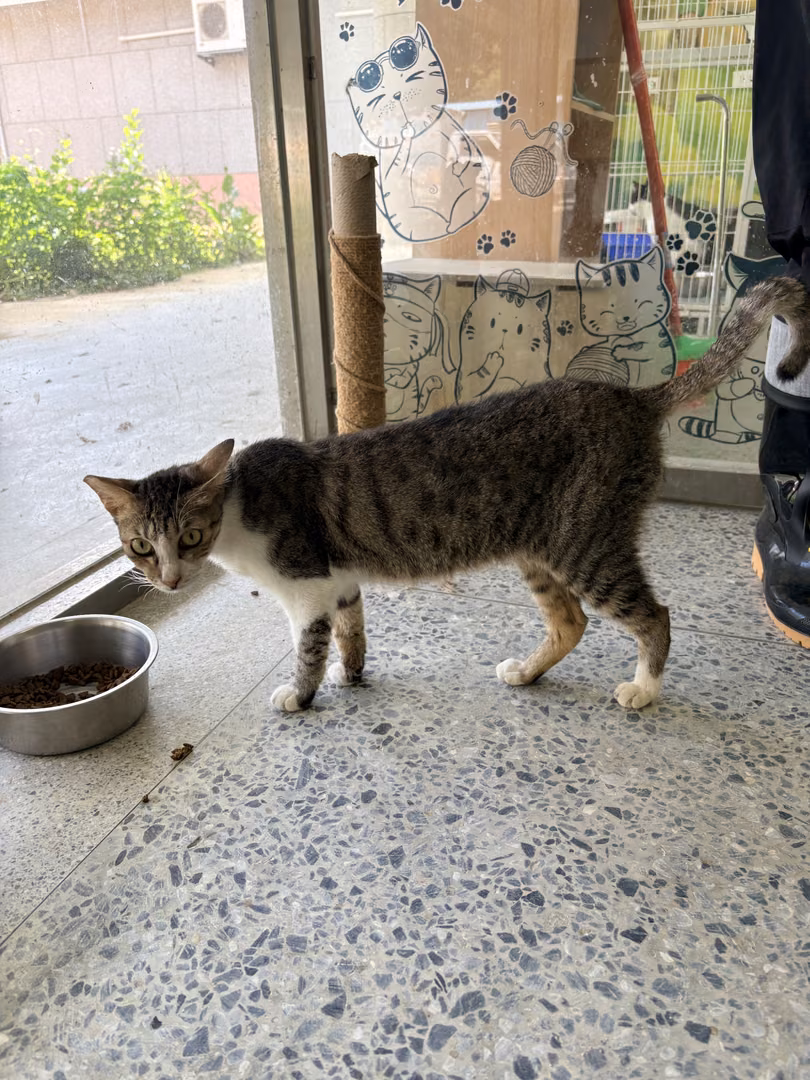 Tabby-and-white adult female mixed-breed cat, Medium, shelter no. …9004