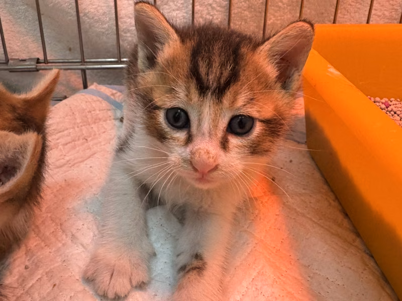 Tabby-and-white young male mixed-breed cat, Small, shelter no. …4007