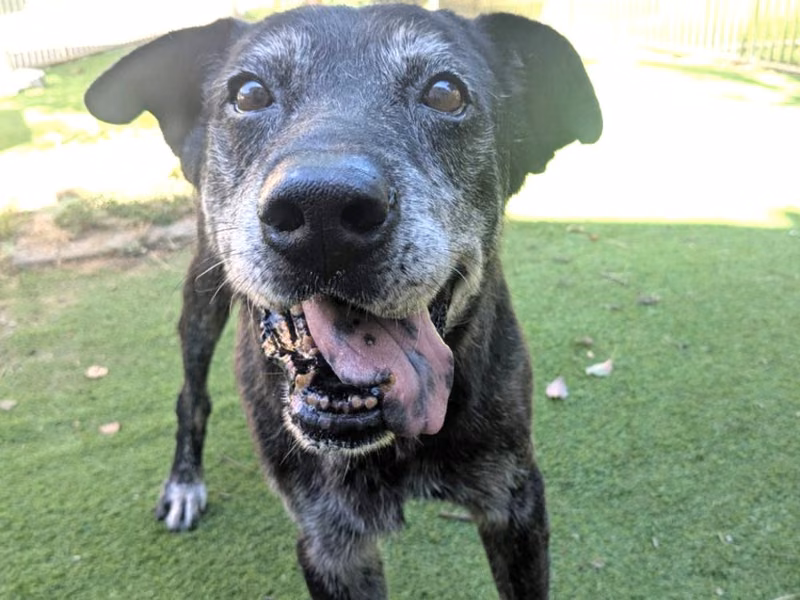 Black adult male mixed-breed dog, Medium, shelter no. …9001