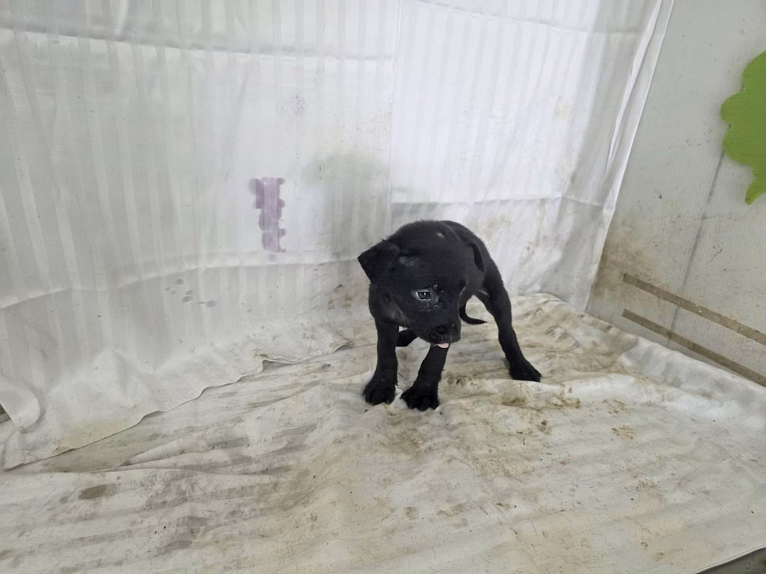 Black young male mixed-breed dog, Small, shelter no. …0218