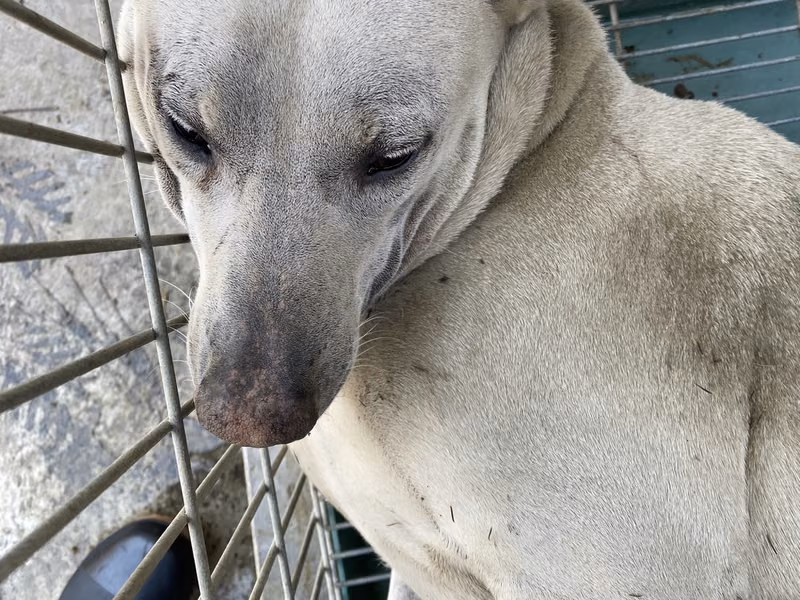 White adult male mixed-breed dog, Medium, shelter no. …3-07