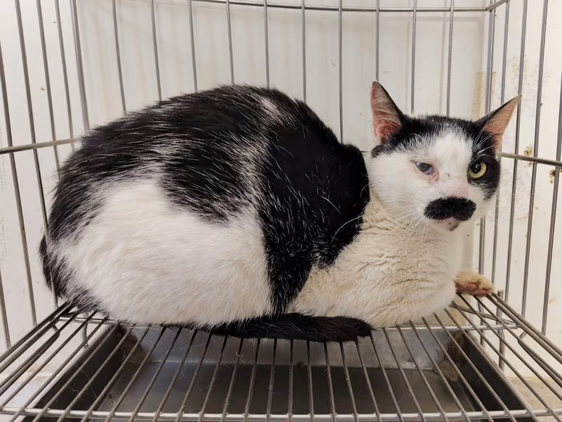 Black-and-white adult male mixed-breed cat, Medium, shelter no. …1410