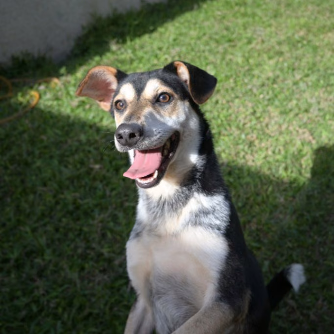 Black-and-white young male mixed-breed dog, Medium, shelter no. …3006