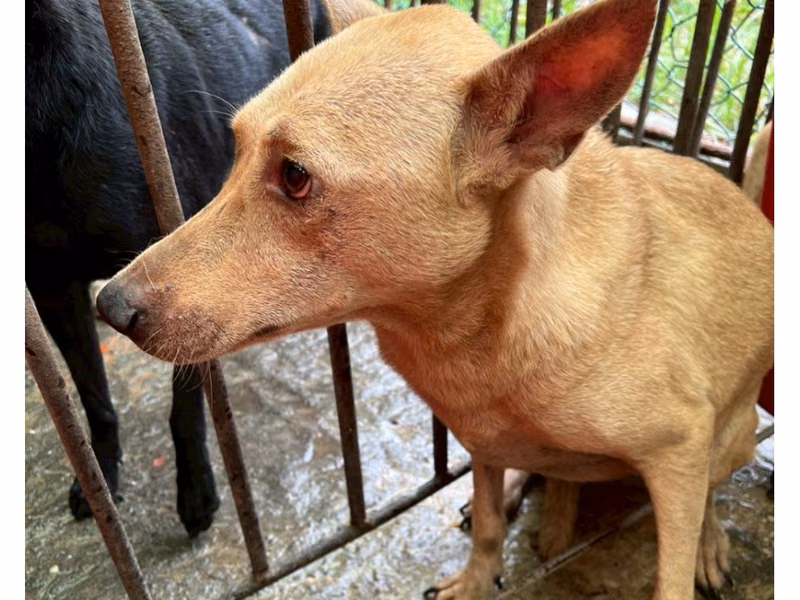 Brown adult female mixed-breed dog, Large, shelter no. …086D