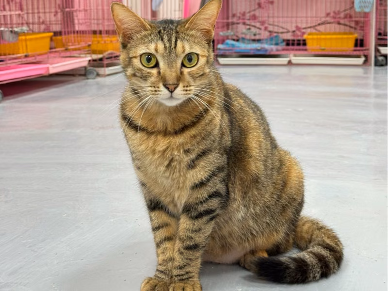 Tabby adult female mixed-breed cat, Small, shelter no. …1001