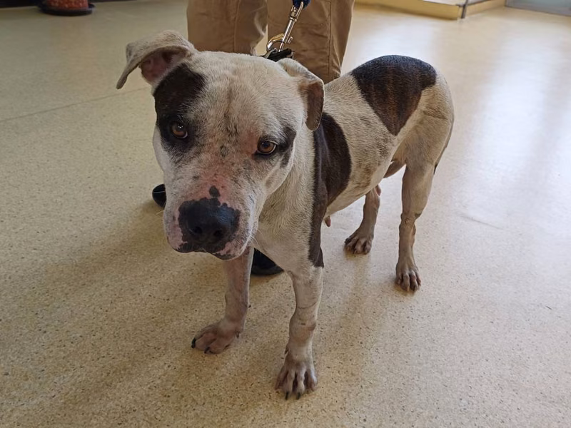 Black-and-white adult female American Pit Bull Terrier, Medium, shelter no. …4001