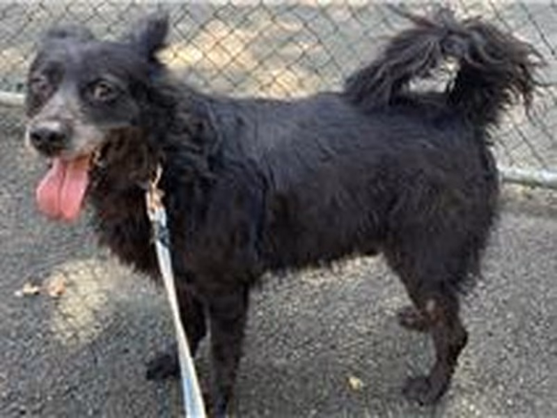 Black adult male mixed-breed dog, Medium, shelter no. …3103