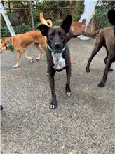 Black adult female mixed-breed dog, Medium, shelter no. …4053