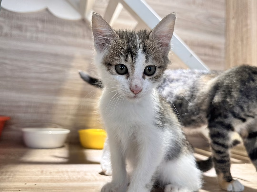 Tabby young male mixed-breed cat, Small, shelter no. …8002