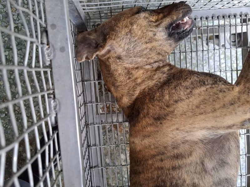 Tabby adult male mixed-breed dog, Medium, shelter no. …4-05