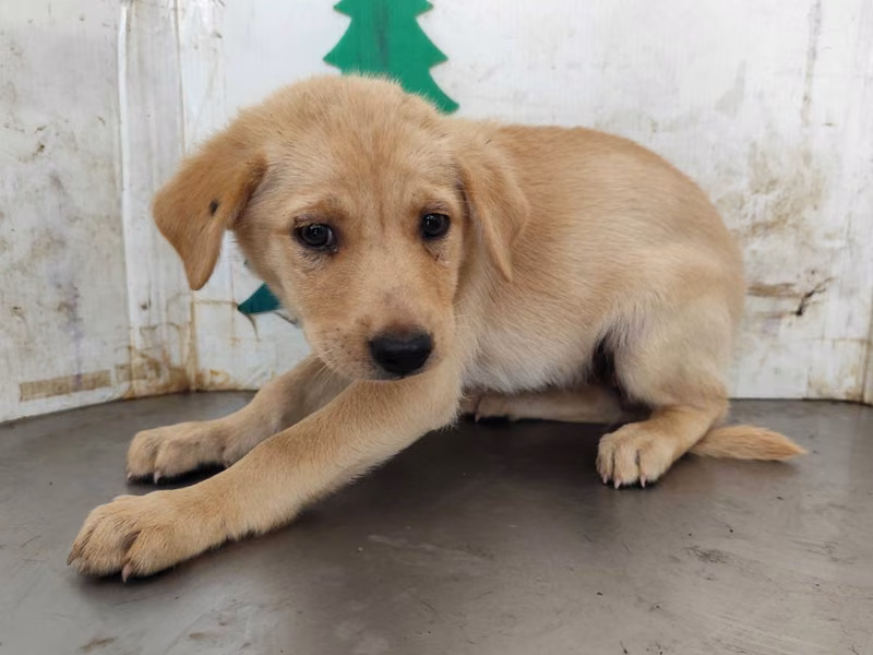 Tan young female mixed-breed dog, Medium, shelter no. …0608