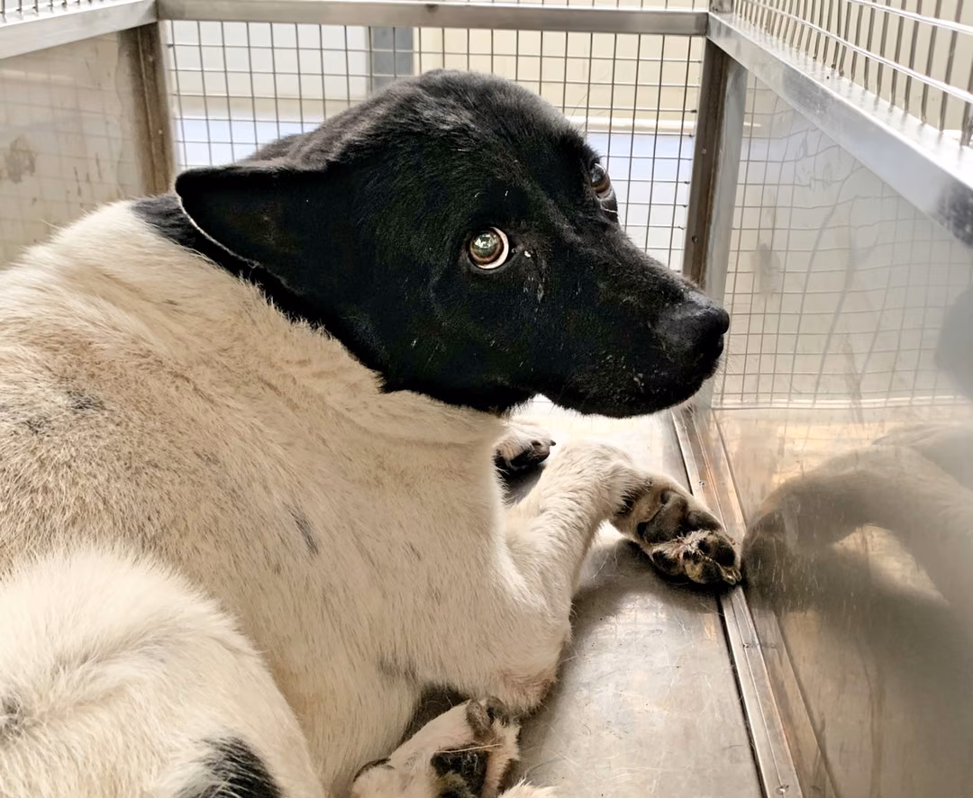 Black-and-white adult male mixed-breed dog, Medium, shelter no. …0505