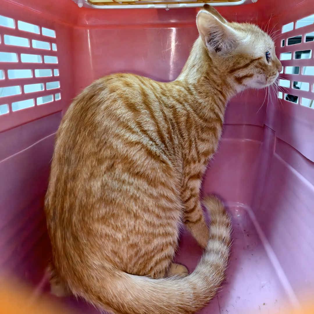 Adult female mixed-breed cat, Medium, shelter no. …3004
