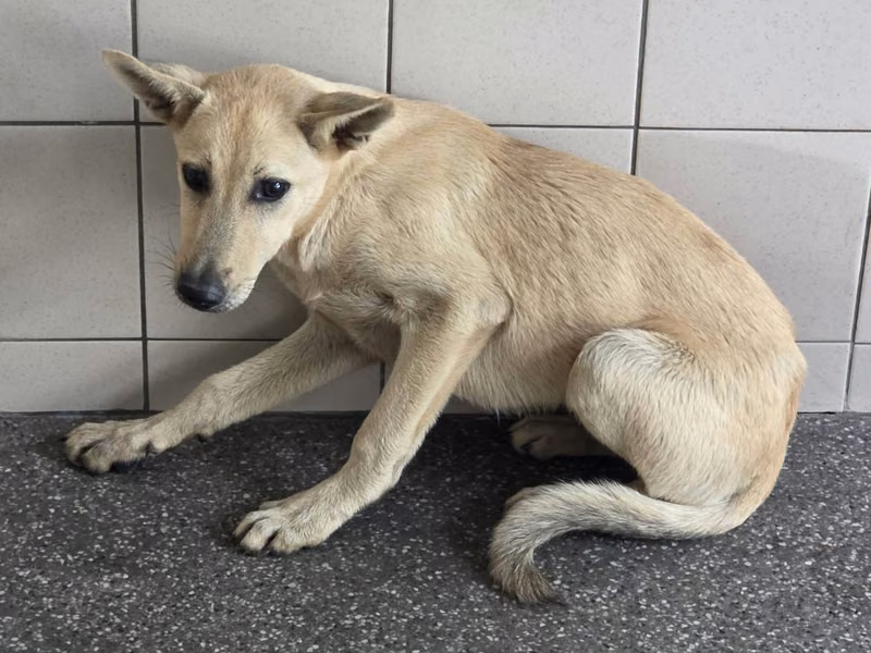 Tan adult male mixed-breed dog, Large, shelter no. …2004