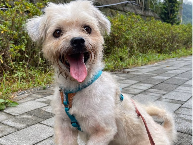 White adult male mixed-breed dog, Small, shelter no. …8005