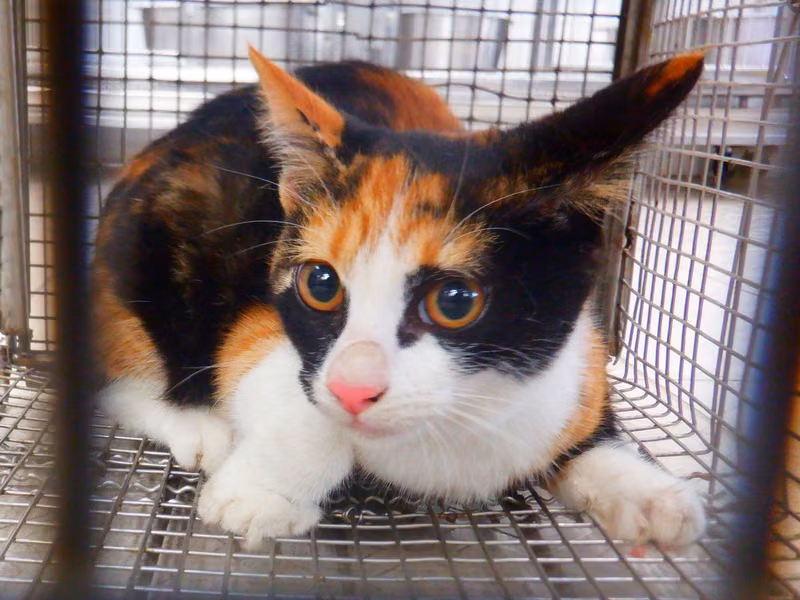 Calico adult female mixed-breed cat, Small, shelter no. …13C6