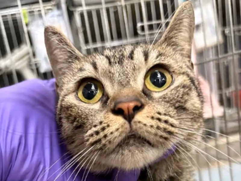 Tabby adult female mixed-breed cat, Medium, shelter no. …4001