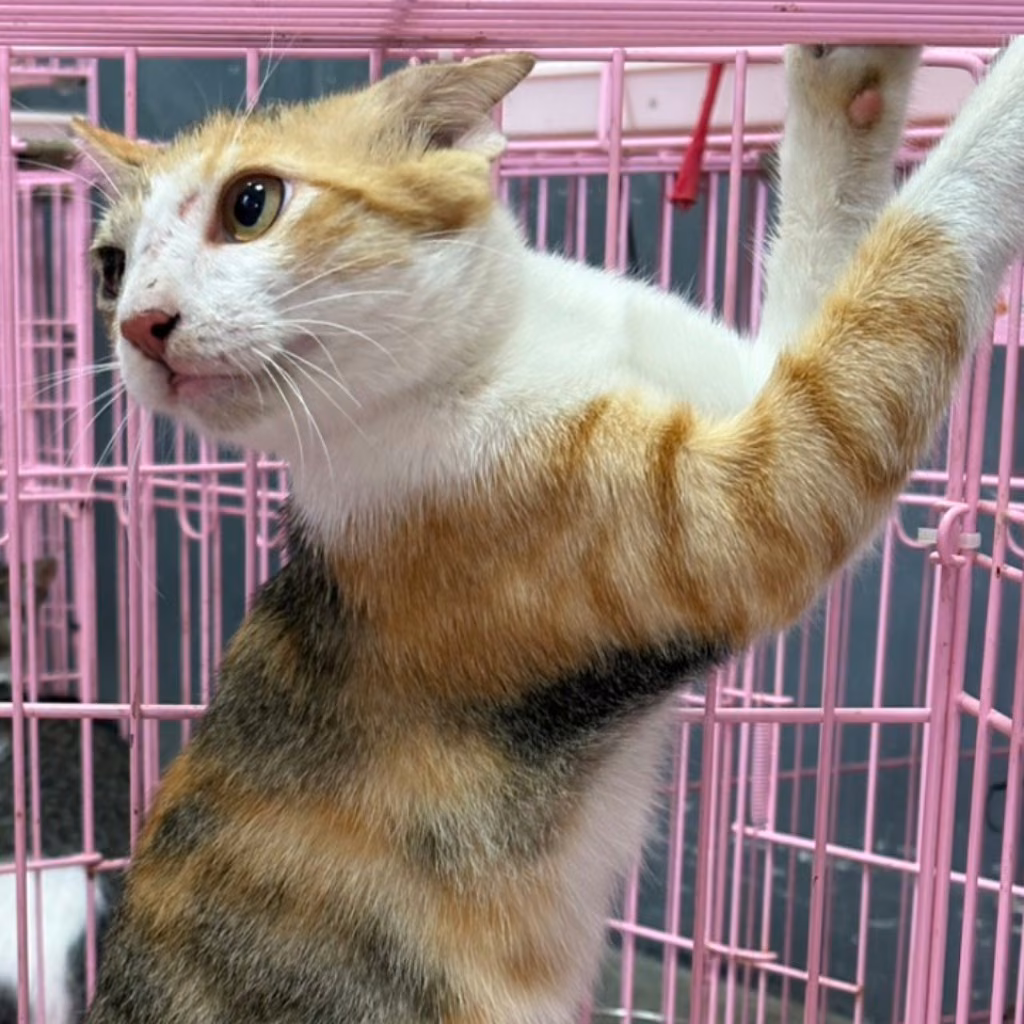 Calico adult female mixed-breed cat, Medium, shelter no. …6006