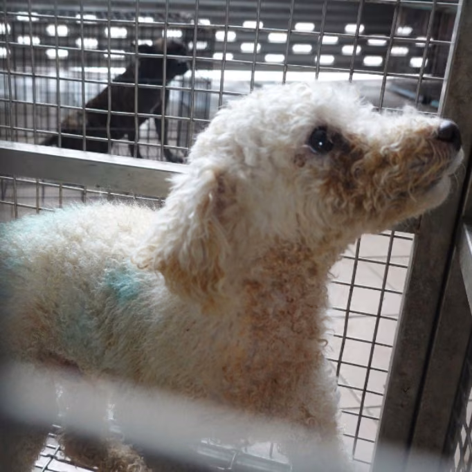 Bichon à poil frisé mâle adulte (blanc), Moyen, refuge n° …7-04