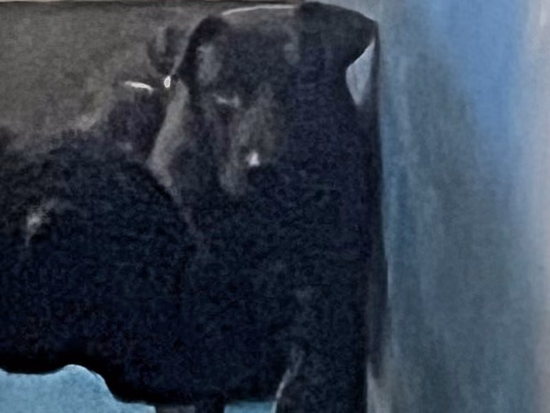 Black adult male mixed-breed dog, Large, shelter no. …4024