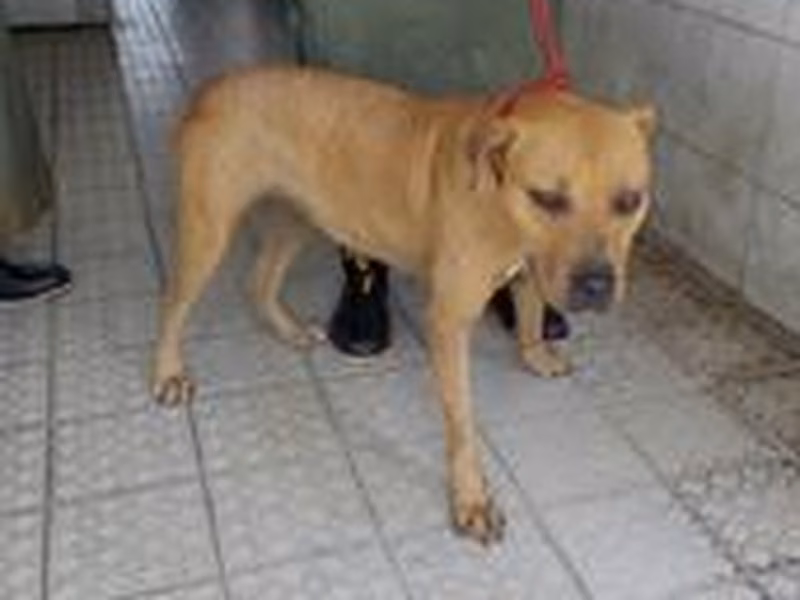 Tan adult female mixed-breed dog, Medium, shelter no. …1086