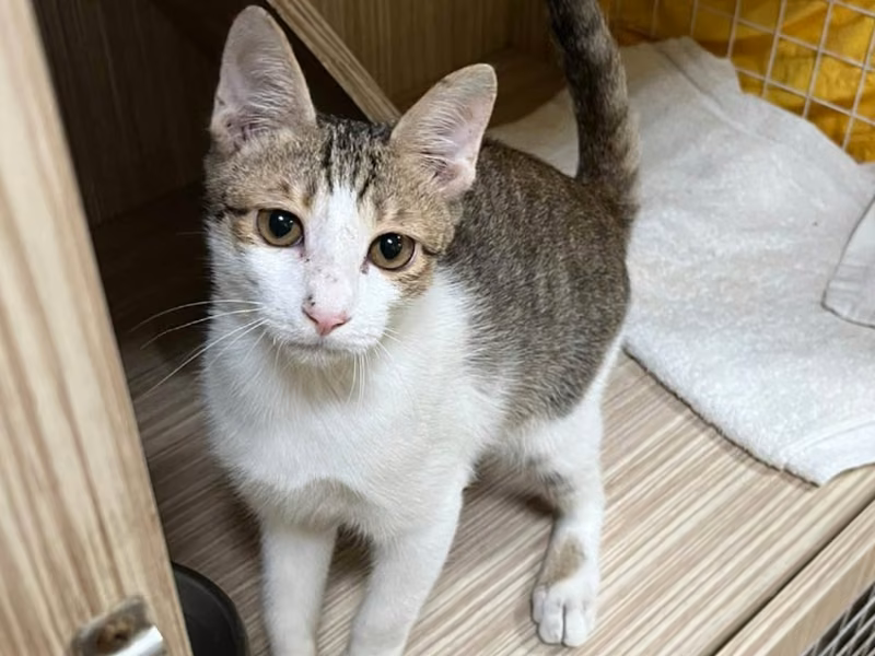 Tabby-and-white adult male mixed-breed cat, Medium, shelter no. …3-03