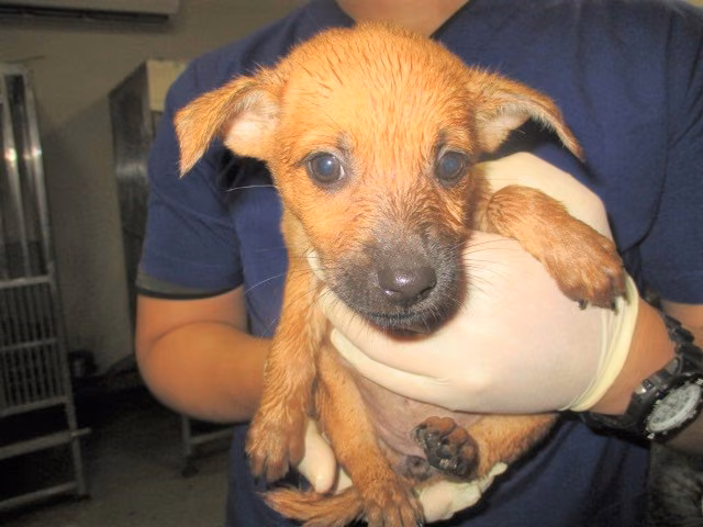 Tan young male mixed-breed dog, Small, shelter no. …6008