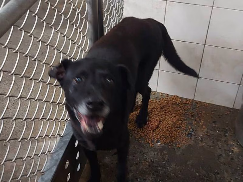 Black adult male mixed-breed dog, Medium, shelter no. …0202