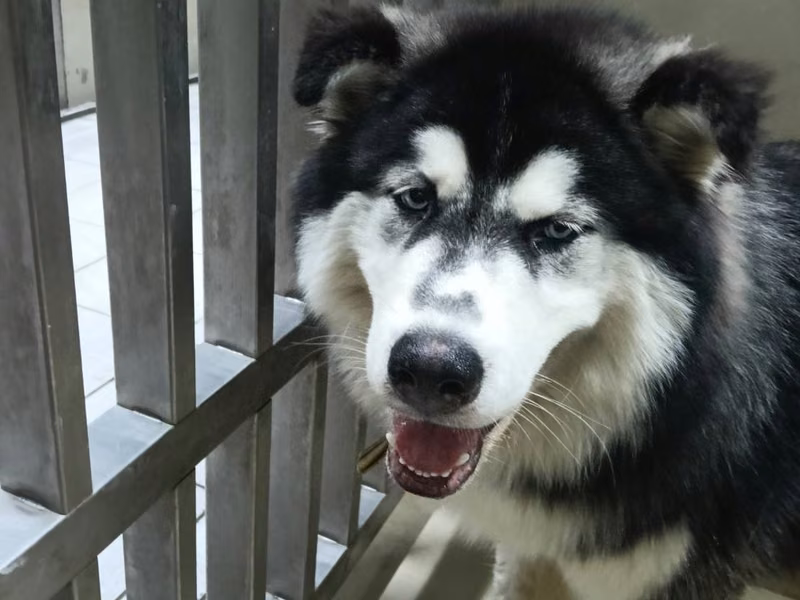 Black-and-white adult male Siberian Husky, Medium, shelter no. …0003
