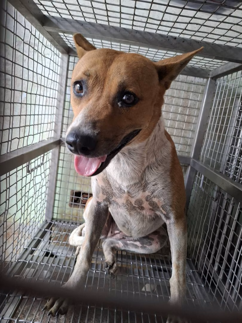 Tan-and-white adult female mixed-breed dog, Large, shelter no. …3-01
